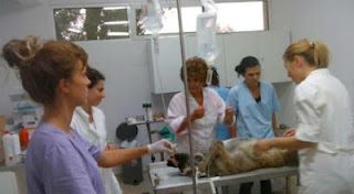 Σέρρες | Eθελοντές κτηνίατροι στείρωσαν 35 αδέσποτα σκυλιά - Φωτογραφία 1