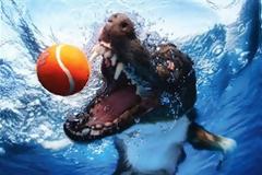 Τα σαγόνια εν δράσει