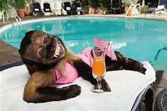 Η μαϊμού που αμείβεται με... 12.000 δολάρια το επεισόδιο!