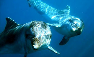 Συγκινητικό βίντεο με τη γέννηση δελφινιού - Φωτογραφία 1