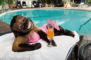 Η μαϊμού που αμοίβεται με... 15.000 ευρώ - Φωτογραφία 1