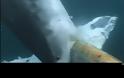 ΣΟΚΑΡΙΣΤΙΚΟ VIDEO : Λευκοί Καρχαρίες τρώνε ζωντανή μία φάλαινα ! (vid)