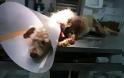 Βάρβαροι βασάνισαν σκύλο σέρνοντάς τον στην άσφαλτο