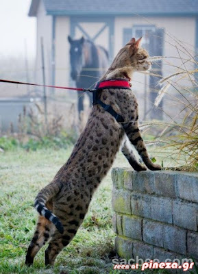 Η ψηλότερη γάτα στον κόσμο! - Φωτογραφία 5