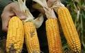 Αναστέλλει την εισαγωγή μεταλλαγμένου καλαμποκιού της Monsanto η Ρωσία