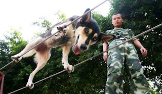 Σκυλιά-διασώστες περπατούν σε τεντωμένο σχοινί! - Φωτογραφία 1