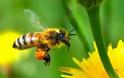 Το 80% της άγριας βλάστησης δε θα υπήρχε χωρίς τις μέλισσες!