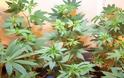 Συνελήφθη 50χρονος στη Λεμεσό ενώ καλλιεργούσε φυτά κάνναβης