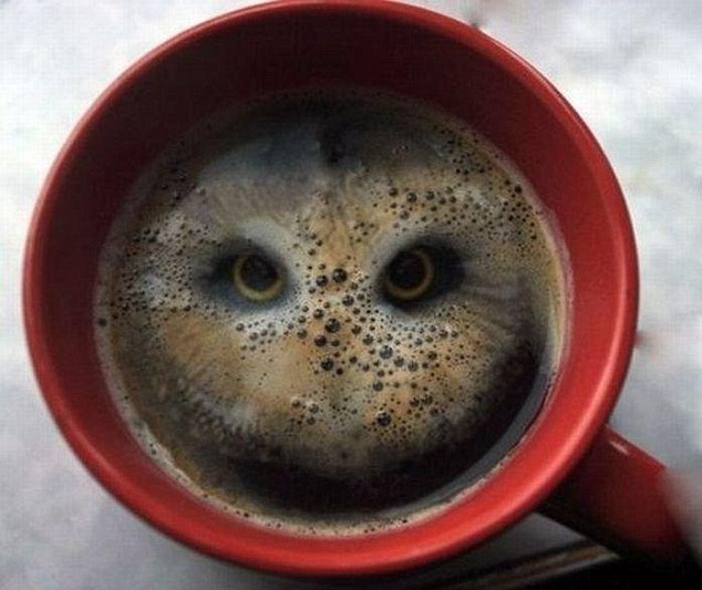 ΔΕΙΤΕ: Καλλιτέχνης σχημάτισε κουκουβάγια στο καϊμάκι του καφέ! - Φωτογραφία 2