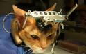 Βασανισμός και δολοφονία γάτας σε πείραμα με στόχο το κέρδος - Φωτογραφία 1