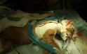 Βασανισμός και δολοφονία γάτας σε πείραμα με στόχο το κέρδος - Φωτογραφία 2