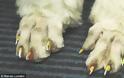 Οι τελευταίες τάσεις της μόδας στα νύχια… των σκύλων! - Φωτογραφία 4