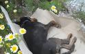 Ηλεία: Κυνηγόσκυλα σημαντικής αξίας βρέθηκαν νεκρά από τους κατόχους τους