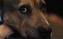 Συγκινητική ιστορία: Ταινία για τον σκύλο που έσωσε το αφεντικό του από τα ναρκωτικά πριν πεθάνει