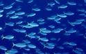 Η αύξηση της θερμοκρασίας στις θάλασσες μικραίνει τα ψάρια!