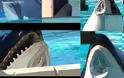 Σοβαρός τραυματισμός φάλαινας-δολοφόνου σε θαλάσσιο πάρκο