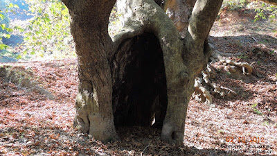 Ορεινή Κύμη: Κρυφή Παναγιά - Φωτογραφία 17