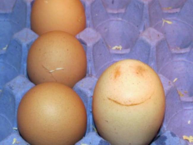 ΦΩΤΟ: Η κότα της γέννησε… χαμογελαστό αυγό! - Φωτογραφία 2