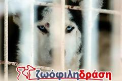 Ζωόφιλη Δράση Ηρακλείου - Παγκόσμια ημέρα των Ζώων