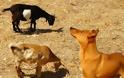 4 Οκτωβρίου - Παγκόσμια Hμέρα των ζώων ή Παγκόσμια Ημέρα Υποκρισίας...