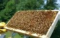 Εγκρίθηκε πρόγραμμα 360.000 ευρώ στη μελισσοκομία
