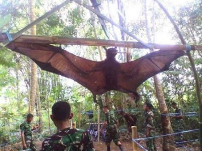 Απίστευτο - Βρήκαν στη ζούγκλα γιγαντιαία νυχτερίδα 3,5 μέτρων! - Φωτογραφία 1