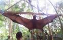 Απίστευτο - Βρήκαν στη ζούγκλα γιγαντιαία νυχτερίδα 3,5 μέτρων!