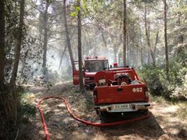 Πρέβεζα: Προσπάθησαν να κάψουν σήμερα το δάσος στην Αρχαία Κασσώπη - Φωτογραφία 1