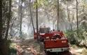 Πρέβεζα: Προσπάθησαν να κάψουν σήμερα το δάσος στην Αρχαία Κασσώπη