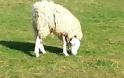 Πρόβατο γεννήθηκε με το κεφάλι... ανάποδα! [video]