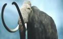 11χρονος ανακάλυψε μαμούθ 30.000 ετών στην Σιβηρία