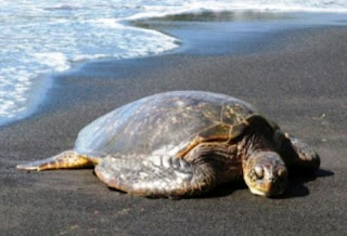 Αίγιο: Νεκρή εκβράστηκε χελώνα καρέτα - καρέτα - Φωτογραφία 1