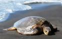 Αίγιο: Νεκρή εκβράστηκε χελώνα καρέτα - καρέτα