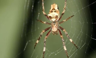 Το δηλητήριο της αράχνης αντικαθιστά το Viagra - Φωτογραφία 1