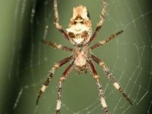 Το δηλητήριο της αράχνης αντικαθιστά το Viagra - Φωτογραφία 1