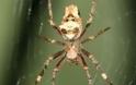 Το δηλητήριο της αράχνης αντικαθιστά το Viagra