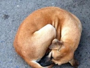 Αλεξανδρούπολη: Ηλικιωμένος πυροβόλησε σκύλο μπροστά σε δυο παιδιά! - Φωτογραφία 1