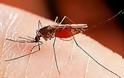 Κρούσματα ελονοσίας στο νομό Καρδίτσας