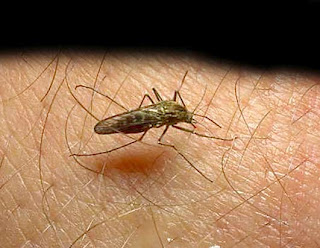Ενημέρωση για τα κρούσματα ελονοσίας σε μετανάστες στην Καρδίτσα - Φωτογραφία 1