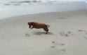 Εκπληκτικό: Δείτε τη... μάχη ενός σκύλου και ενός κάβουρα (video)