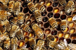 Μέλισσες εθισμένες στο... junk food παράγουν μέλι σε αποχρώσεις του μπλε - Φωτογραφία 1