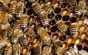 Μέλισσες εθισμένες στο... junk food παράγουν μέλι σε αποχρώσεις του μπλε