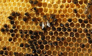 Μέλισσες παράγουν μπλε και πράσινο μέλι - Φωτογραφία 1