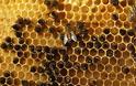 Μέλισσες παράγουν μπλε και πράσινο μέλι