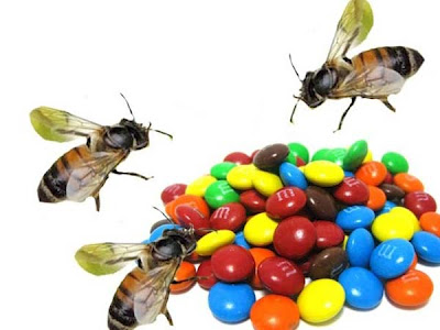 Μέλισσες παράγουν χρωματιστό μέλι! - Φωτογραφία 5