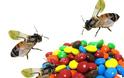 Μέλισσες παράγουν χρωματιστό μέλι! - Φωτογραφία 5
