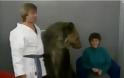 Βίντεο-Αρκούδα κάνει επίθεση σε γυναίκα μέσα σε τηλεοπτικό στούντιο.