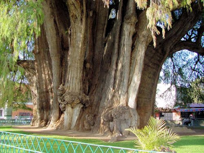 Απίστευτο: Δείτε το μεγαλύτερο δέντρο στον πλανήτη ! [φωτο] - Φωτογραφία 2