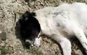 Απίστευτη κτηνωδία – Πυροβόλησαν εξ επαφής σκυλάκι με καραμπίνα
