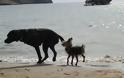 Ξάνθη: Δηλητηρίασαν με φυτοφάρμακο σκυλιά στην Παραλία των Αβδήρων!